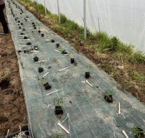 Plantation des premières tomates