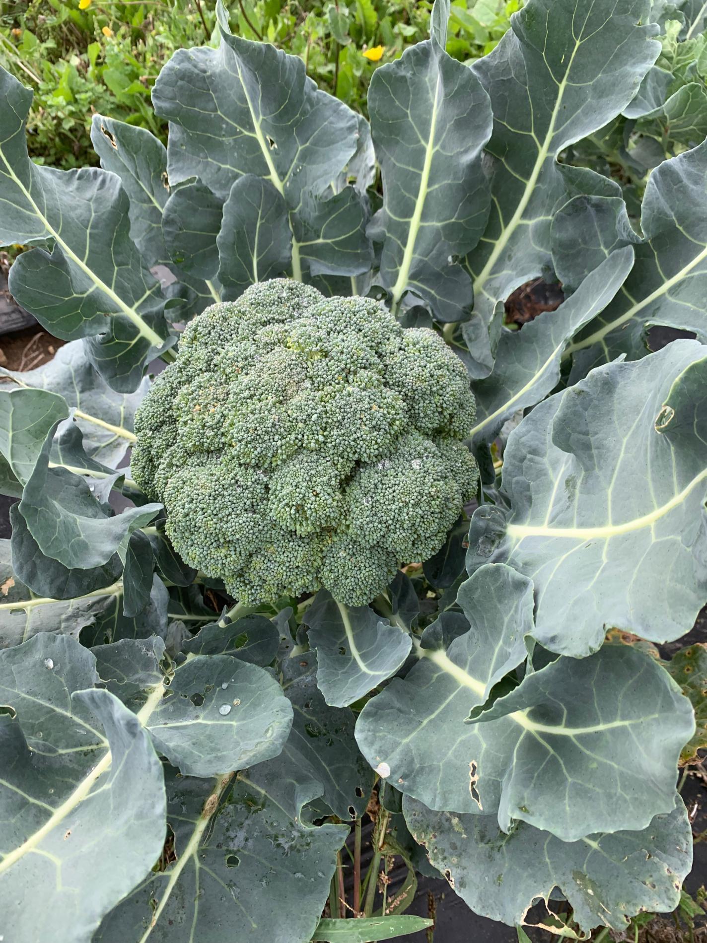 Choux Brocoli