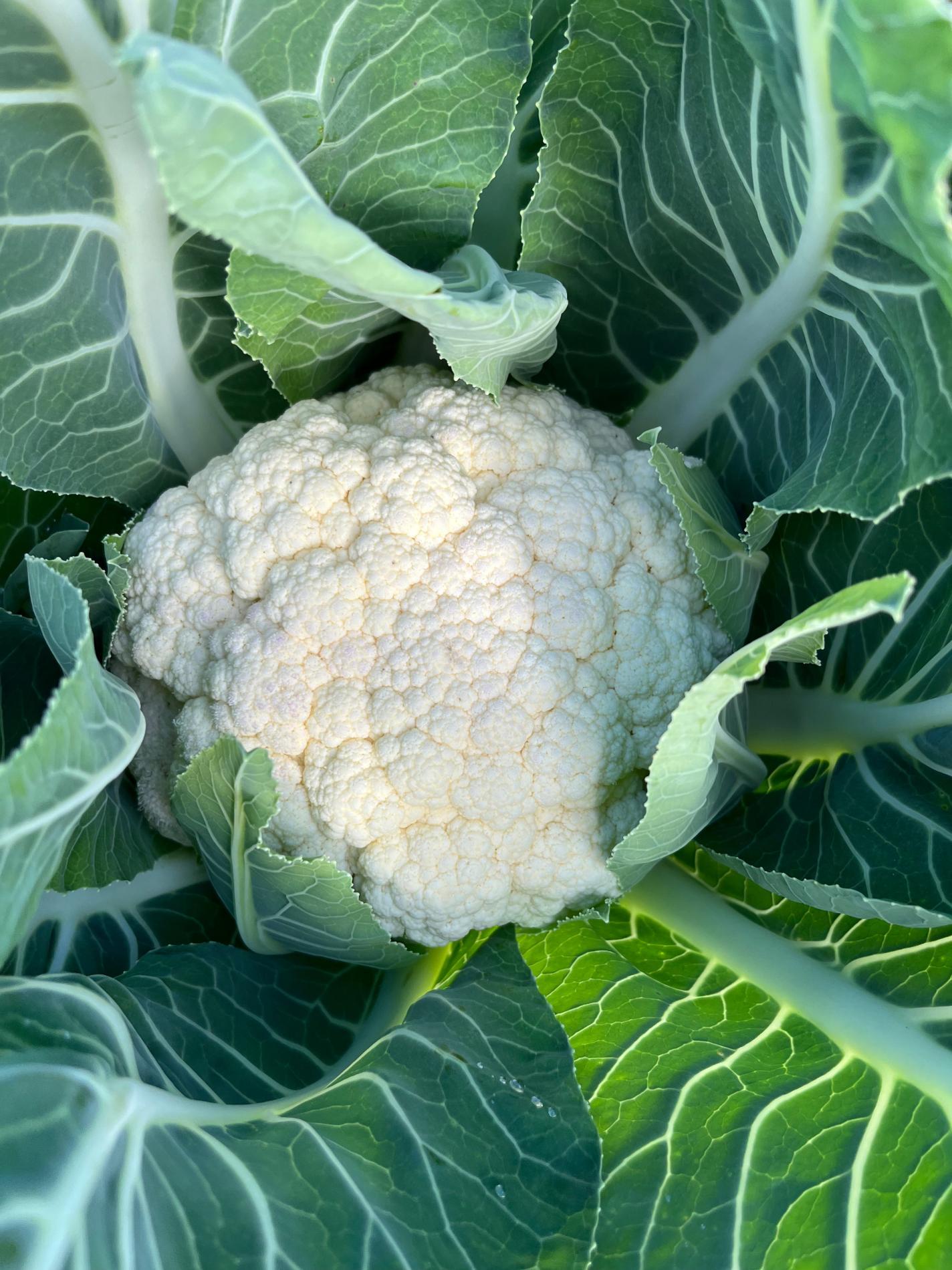 Choux fleur